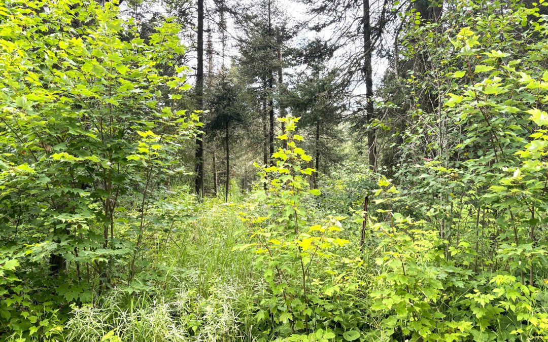 Lot 2204-14 Bertha Road